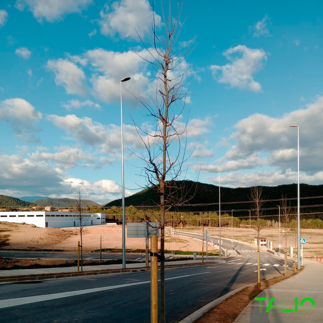 plantación